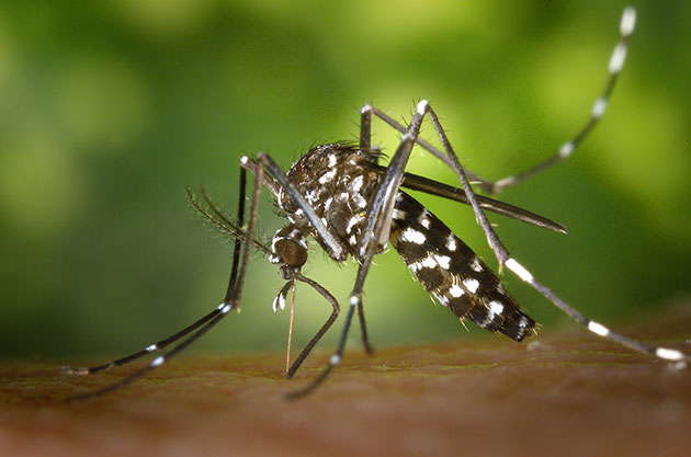 mosquito-zika